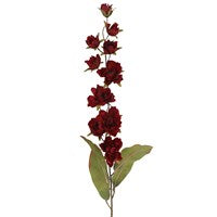 Magnolia burgundy