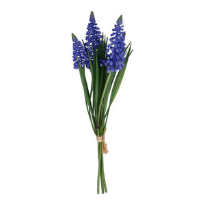 muscari blauw