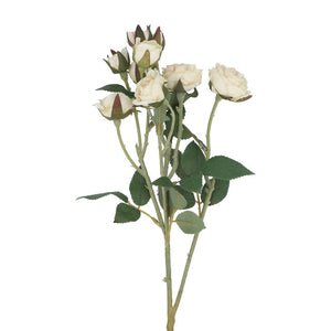 roos cream