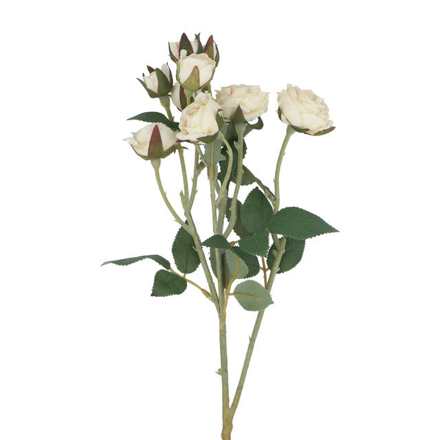 roos cream