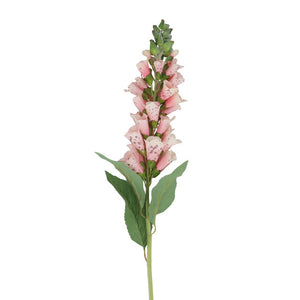 foxglove roze