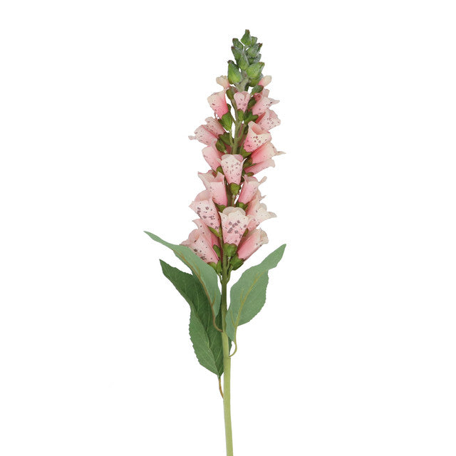 foxglove roze