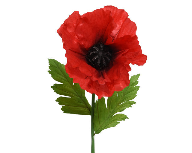 papaver