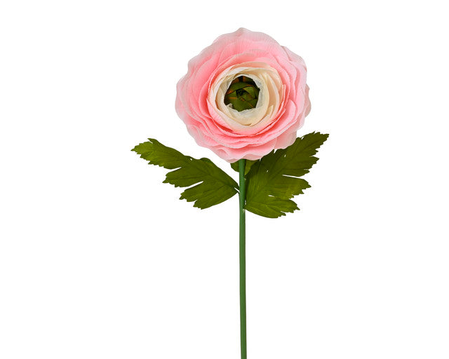 ranonkel roze