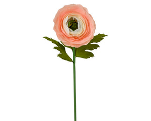 ranonkel roze