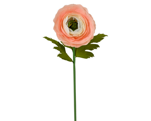 ranonkel roze