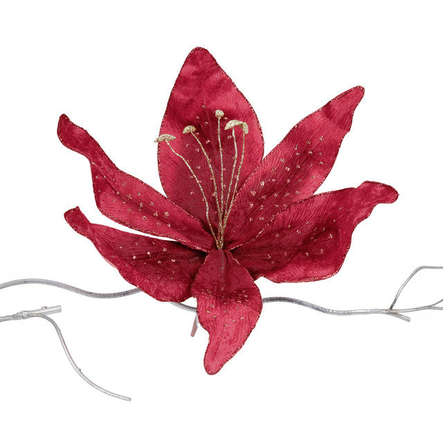 poinsettia bordeau