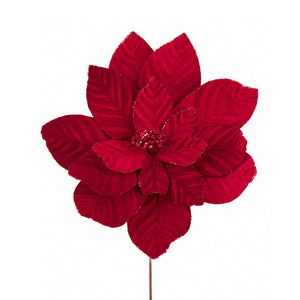 tak poinsettia