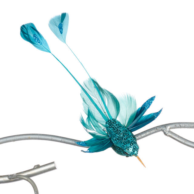 kolibrie blauw