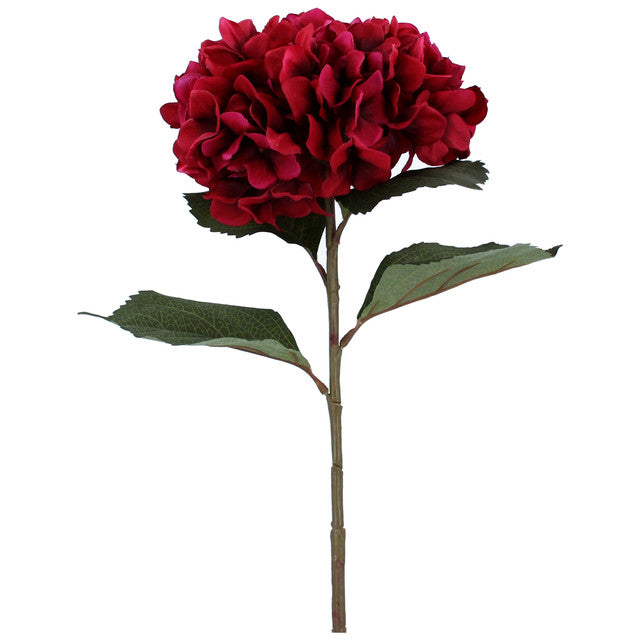 hortensia L rood