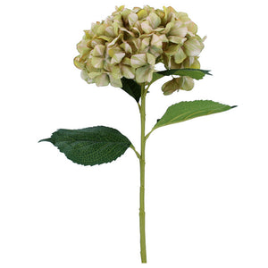 hortensia L groen