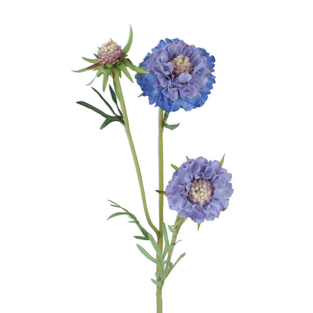 bloem scabosia blauw