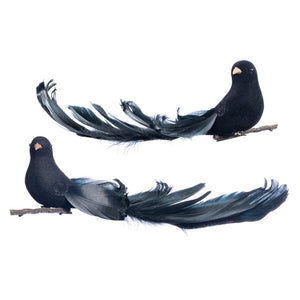 vogel zwart staart